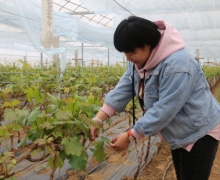 ũæʱڵĿ-ȫ´GS4Ѵ