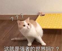 ǿС510۹  ¾ǿ ʮ""